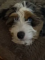 Ridge, a male Poodle - Miniature  and Miniature Bernedoodle for sale in Hickory, NC – 6 of 9
