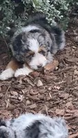 Ridge, a male Poodle - Miniature  and Miniature Bernedoodle for sale in Hickory, NC – 5 of 9