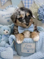 Pluto, a female Bernedoodle for sale in Hickory, NC – 7 of 10