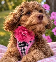 Star, a female Bernedoodle for sale in Hickory, NC – 9 of 10