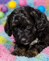 Venus, a female Bernedoodle for sale in Hickory, NC – 6 of 10