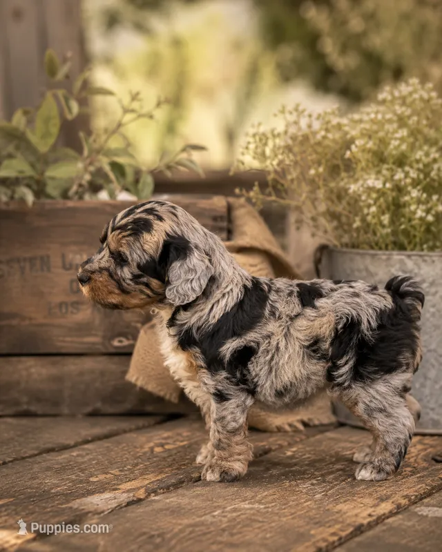 Pluto – Bernedoodle puppy for sale in Hickory, NC