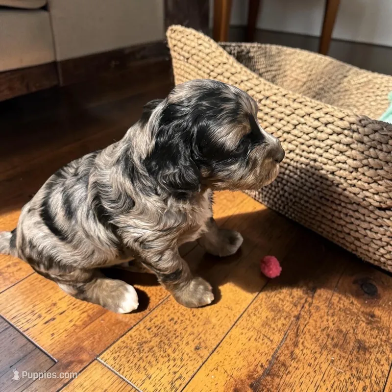 Moon – Bernedoodle puppy for sale in Hickory, NC