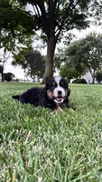 Buster, a male Bernese Mountain Dog and Poodle - Miniature  for sale in Willows, CA – 4 of 4