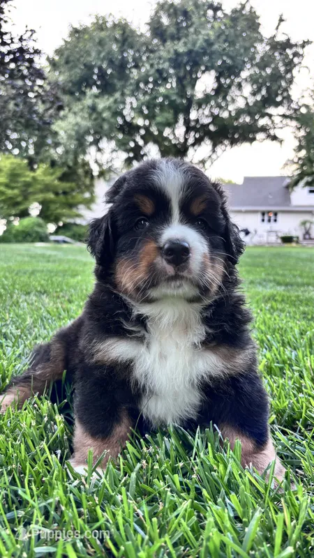 Benji – Bernese Mountain Dog, Poodle - Miniature  puppy for sale in Willows, CA
