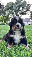 Benji, a male Bernese Mountain Dog and Poodle - Miniature  for sale in Willows, CA – 1 of 4