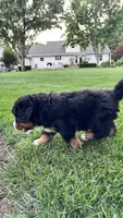 Benji, a male Bernese Mountain Dog and Poodle - Miniature  for sale in Willows, CA – 4 of 4