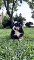 Bella, a female Bernese Mountain Dog and Poodle - Miniature  for sale in Willows, CA – 4 of 4