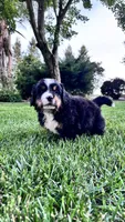 Bella, a female Bernese Mountain Dog and Poodle - Miniature  for sale in Willows, CA – 3 of 4