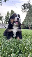 Buster, a male Bernese Mountain Dog and Poodle - Miniature  for sale in Willows, CA – 2 of 4