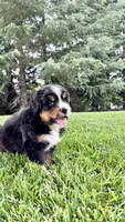 Benji, a male Bernese Mountain Dog and Poodle - Miniature  for sale in Willows, CA – 2 of 4
