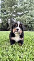 Benji, a male Bernese Mountain Dog and Poodle - Miniature  for sale in Willows, CA – 3 of 4