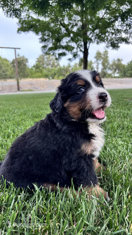 Buster – Bernese Mountain Dog, Poodle - Miniature  puppy for sale in Willows, CA