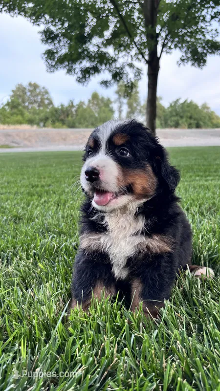 Buster – Bernese Mountain Dog, Poodle - Miniature  puppy for sale in Willows, CA