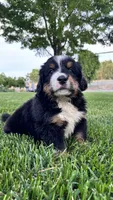 Bella, a female Bernese Mountain Dog and Poodle - Miniature  for sale in Willows, CA – 1 of 4