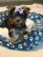 Little Girl, a female Yorkshire Terrier for sale in Foley, AL – 4 of 4