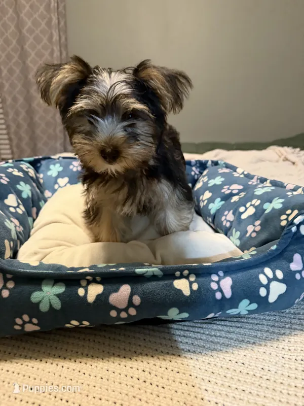 Little man – Yorkshire Terrier puppy for sale in Foley, AL