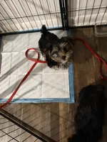 Little man, a male Yorkshire Terrier for sale in Foley, AL – 5 of 5