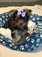 Little Girl, a female Yorkshire Terrier for sale in Foley, AL – 2 of 4