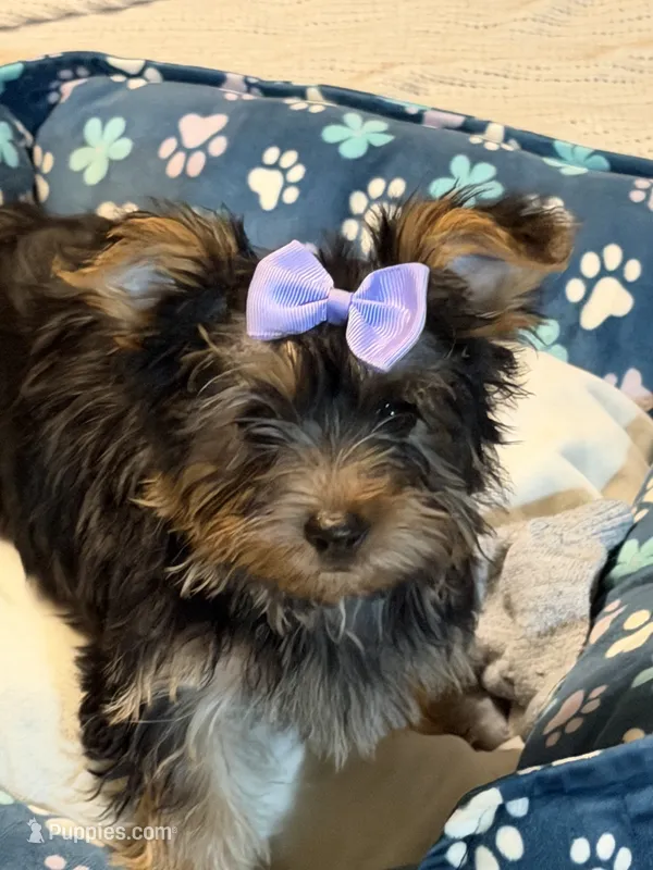 Little Girl – Yorkshire Terrier puppy for sale in Foley, AL