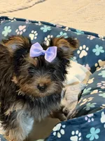Little Girl, a female Yorkshire Terrier for sale in Foley, AL – 3 of 4