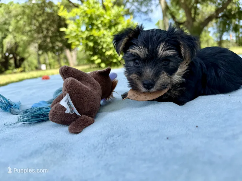 Little man – Yorkshire Terrier puppy for sale in Foley, AL