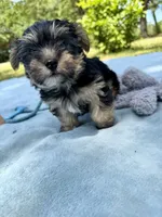 Little man, a male Yorkshire Terrier for sale in Foley, AL – 4 of 5