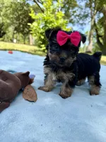 Little Girl, a female Yorkshire Terrier for sale in Foley, AL – Photo 2 of 2