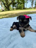 Little Girl, a female Yorkshire Terrier for sale in Foley, AL – Photo 1 of 2