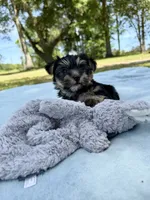 Little man, a male Yorkshire Terrier for sale in Foley, AL – 3 of 5