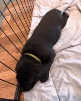 Chartreuse, a female Labrador Retriever for sale in Ashland, MO – 4 of 9