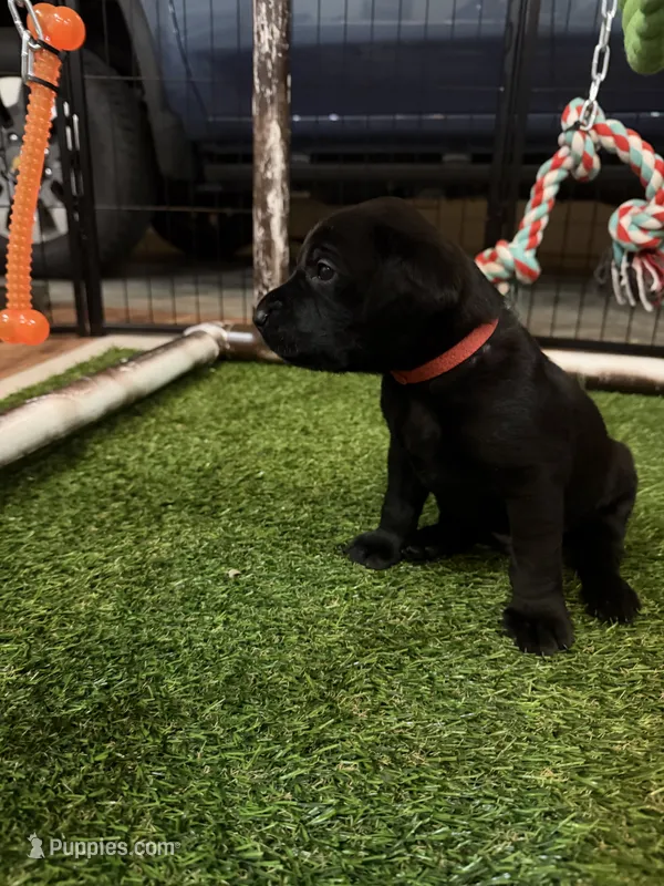 Red – Labrador Retriever puppy for sale in Ashland, MO