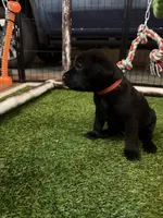 Red, a male Labrador Retriever for sale in Ashland, MO – 1 of 10