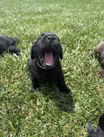 Yellow, a male Labrador Retriever for sale in Ashland, MO – 8 of 10