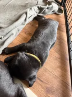 Yellow, a male Labrador Retriever for sale in Ashland, MO – 5 of 10