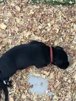 Red, a male Labrador Retriever for sale in Ashland, MO – 6 of 10