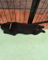 Pink, a female Labrador Retriever for sale in Ashland, MO – 5 of 10