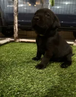 Chartreuse, a female Labrador Retriever for sale in Ashland, MO – 1 of 9