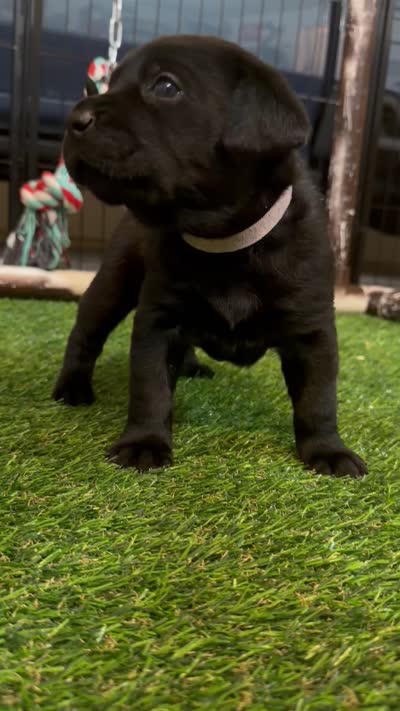 Pink, a female Labrador Retriever for sale in Ashland, MO – 4 of 10