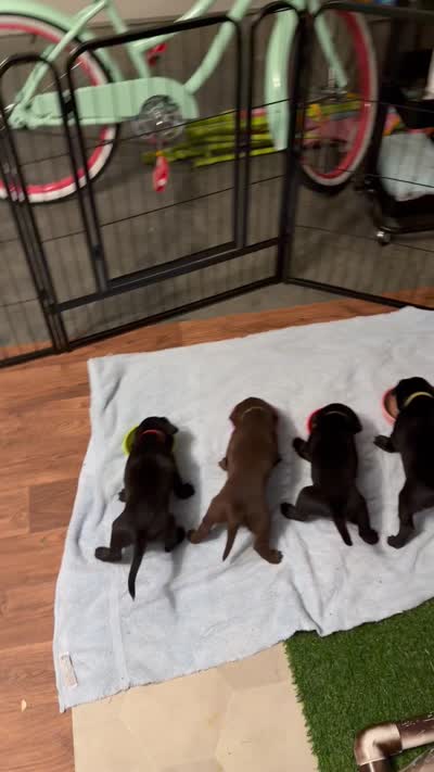 Yellow, a male Labrador Retriever for sale in Ashland, MO – 7 of 10