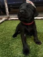 Red, a male Labrador Retriever for sale in Ashland, MO – 7 of 10