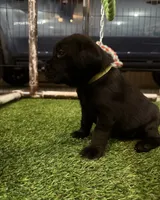 Chartreuse, a female Labrador Retriever for sale in Ashland, MO – 2 of 9