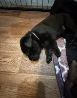 Pink, a female Labrador Retriever for sale in Ashland, MO – 6 of 10