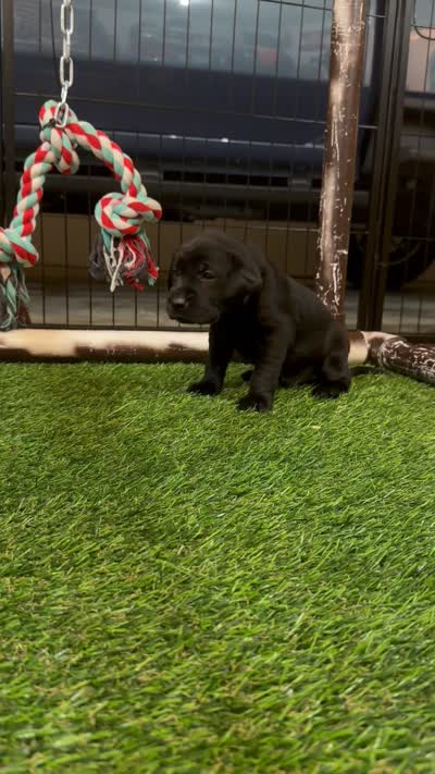 Red, a male Labrador Retriever for sale in Ashland, MO – 9 of 10