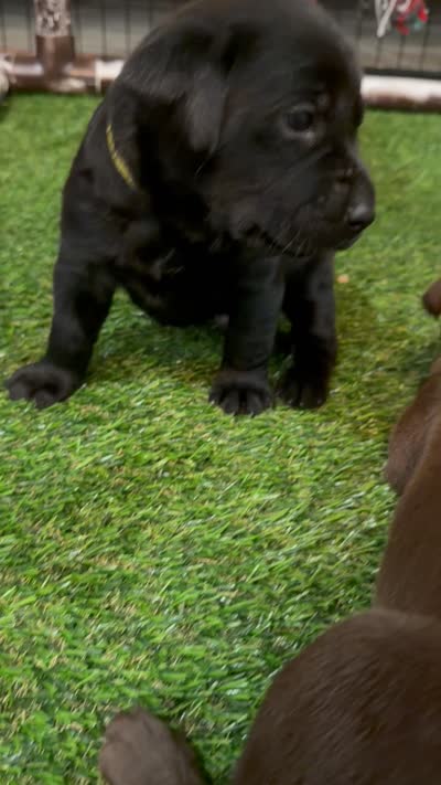 Chartreuse, a female Labrador Retriever for sale in Ashland, MO – 6 of 9