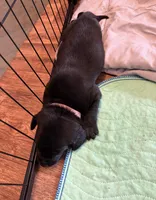 Pink, a female Labrador Retriever for sale in Ashland, MO – 2 of 10