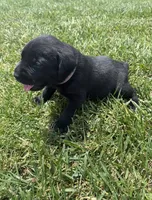 Pink, a female Labrador Retriever for sale in Ashland, MO – 9 of 10