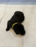 Chartreuse, a female Labrador Retriever for sale in Ashland, MO – 7 of 9