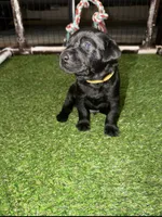 Yellow, a male Labrador Retriever for sale in Ashland, MO – 6 of 10