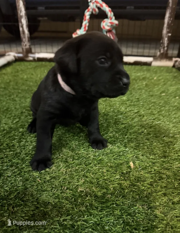 Pink – Labrador Retriever puppy for sale in Ashland, MO